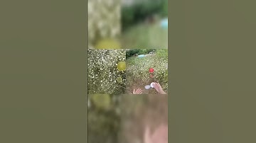 Как Видят Дальтоники?!😳 #shorts #глаза