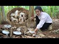 Collect banana mushroom for cooking / Have you ever cooked banana mushroom? / Cooking with Sreypov