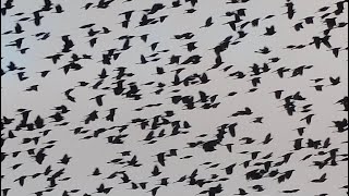 A large flock of common grackles I saw at Indian Acres Campground