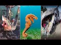 Catching Seafood 🦀🐙 ASMR Relaxing (Catch Shark , Catch Fish ,Deep Sea Monster ) - Tik Tok #181