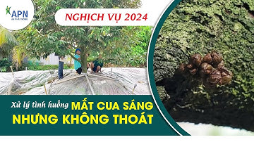 APN - XỬ LÝ TÌNH HUỐNG MẮT CUA SÁNG NHƯNG KHÔNG THOÁT | SẦU RIÊNG NGHỊCH VỤ 2024