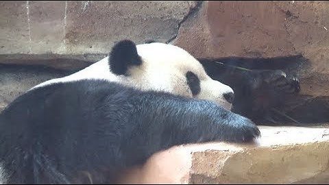 Pair of Giant Pandas Adapting Well to Life in Indonesia