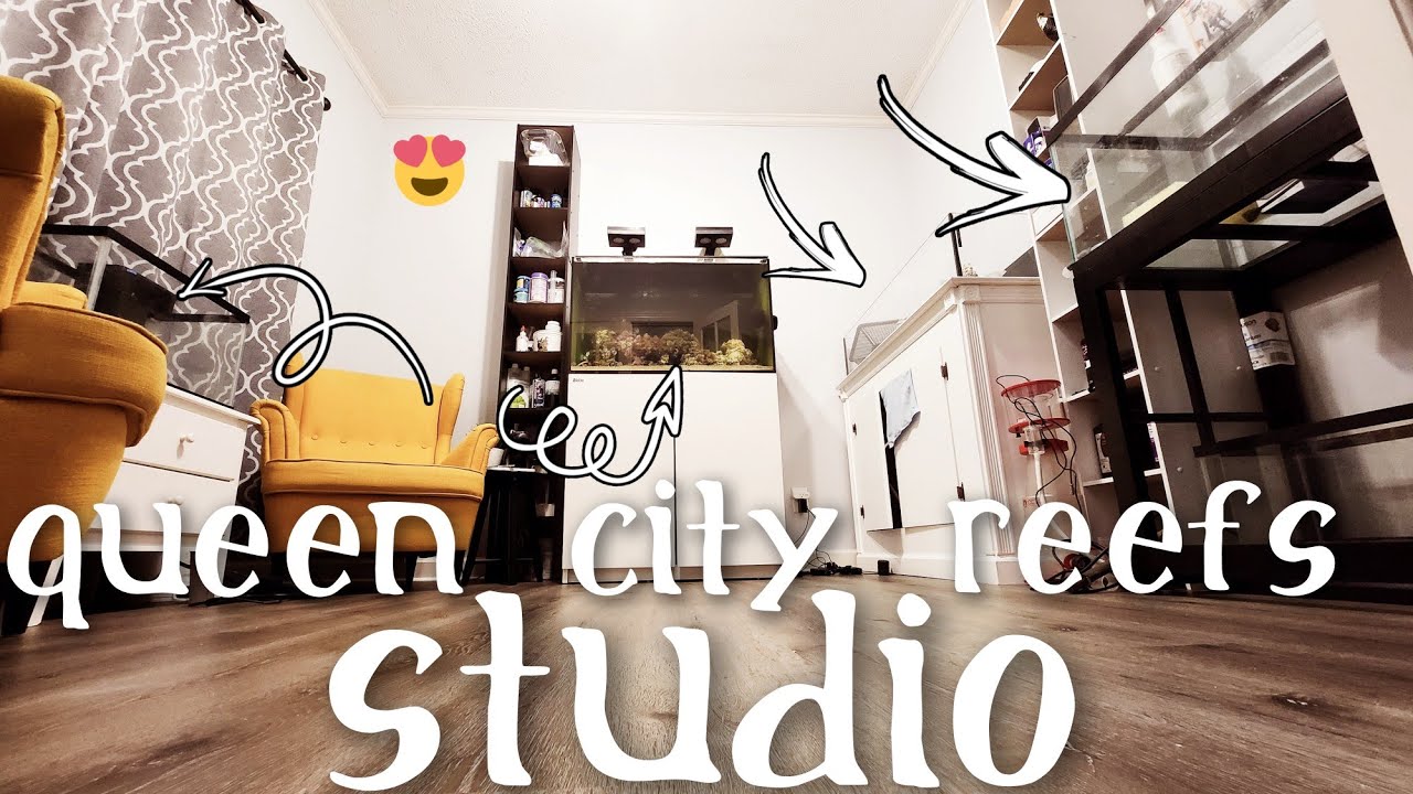 Queen City Reefs Reef Gallery Studio Update - Red Sea Reefer, Seaport Frag Tank, 40 Gallon Breeder!!