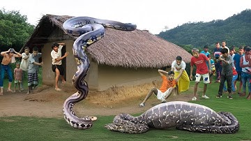 Anaconda Snake Attack Boys In amazon Forest | An Anaconda Attack Brief Story 21
