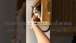 Não sei + o que fazerrr 😓 Quero testar os feromônios. Já usaram? #gatos