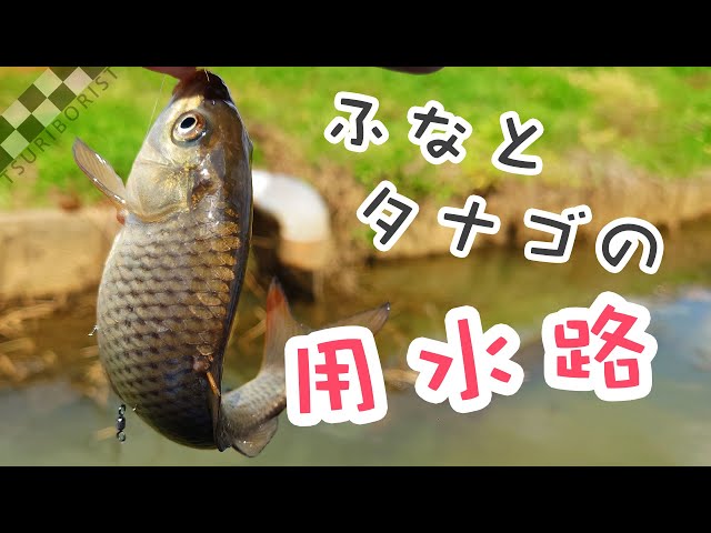 霞ヶ浦周辺の水路 茨城県某市 夢実現 キレイなタナゴとフナが大漁 山陰釣り新報