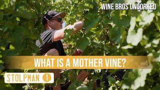 🍾 Stolpman • One Vine, Three Generations, a Lifetime of Commitment • Wine Bros Uncorked