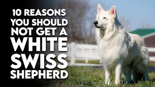 10 Reasons You Should NOT Get A White Swiss Shepherd