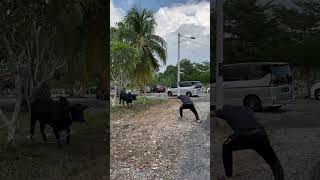 Playful Interaction Between a Guy and a Cow