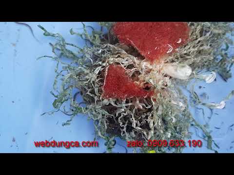 Video Vlog Nuôi Lươn: Tập Lươn Ăn Trùn Huyết Đông Lạnh -... - youtube
