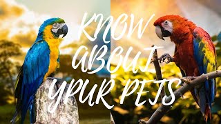 Beautiful Macaw | Macaw For Family | Cute Pets For Home | Colourful Macaw For Home | Macaw Breed by PETS CANDY 56 views 1 year ago 4 minutes, 45 seconds