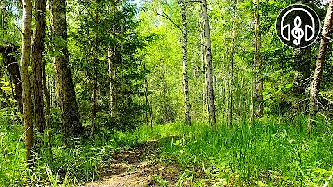 Relaxing birdsong in the morning forest. The best bird song.