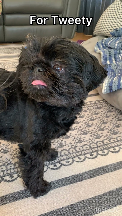 Do it for Tweety…?#shorts#cute #puppy