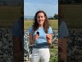 Swiss voters to decide on government support for plant-based food production