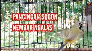 Terbukti PANCINGAN SOGON AGAR MAU GACOR NGALAS NEMBAK #pancingansogon #sogonngalas #sogokontonggacor