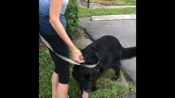 Reactive dog Engage/Disengage Training