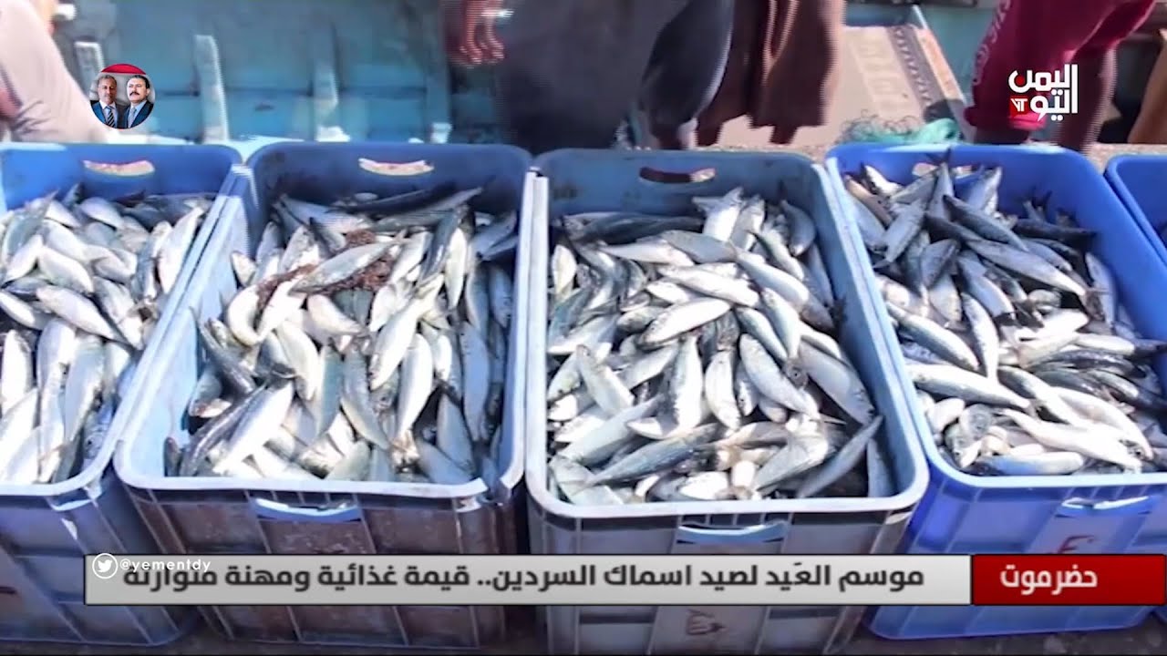 حضرموت | موسم العَيد لصيد اسماك السردين.. قيمة غذائية ومهنة متوارثة