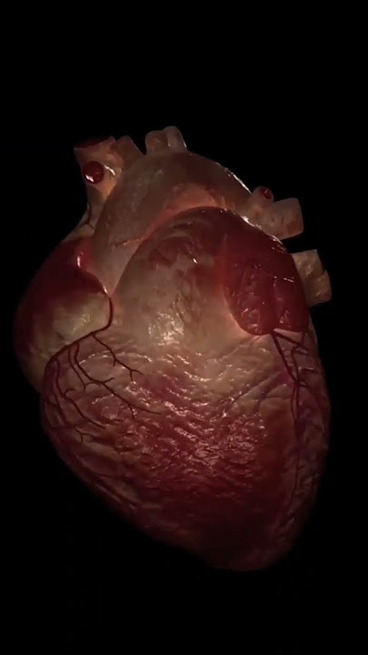 Real heart sound । heartbeat sound check heart short motivation#india ❤️🩺