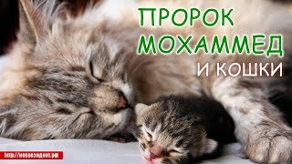 Пророк Мохаммед и кошки Пророк Мохаммед и кошки