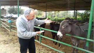 מאיר כהן המלך שר ומזמר לחמור...