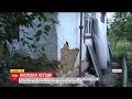 У Чернігові після сильної зливи частина будинків стала не придатною для життя