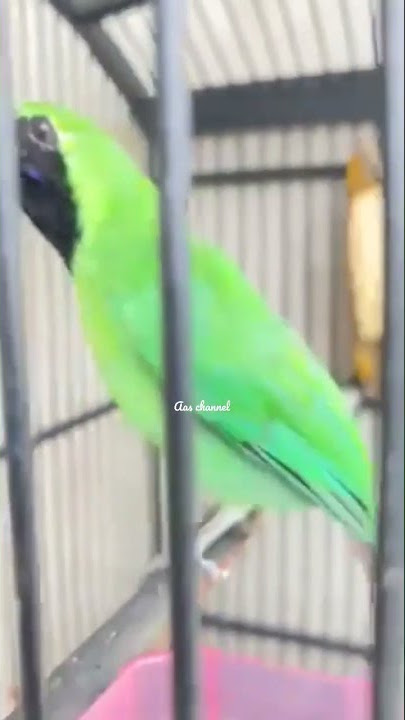 CUCAK IJO KALIMANTAN GACOR || Cocok untuk pancingan burung ijo bahan