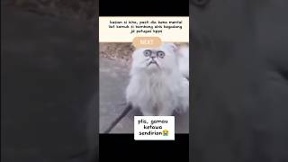 kucing opo iki😭 #kucing #kucinglucu #kucingpersia