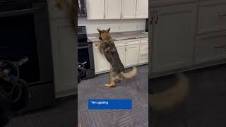Watch as K9 Cuddles searches and alerts to fentanyl #k9unit  #drugsearch  #k9  #k9training  #k9offic