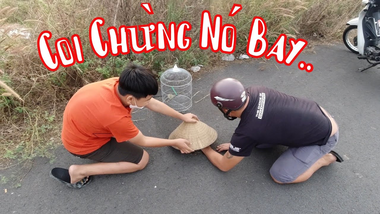 Bắt Phượng Hoàng Về Nuôi