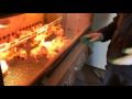 Брудер с терморегулятором на 50 цыплят.