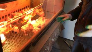 Brooder with thermostat for 50 chickens.