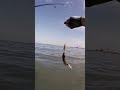 Yakala Bırak | Sargos Avı #fish #sea #lrf #catchandrelease #fishing
