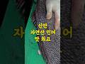 7/4일 신안 자연산 민어 포떠서 보냅니다 엄청 싱싱합니다