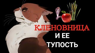 видео: КЛЕНОВНИЦА И ЕЕ ТУПОСТЬ || коты-воители || #фыркающая #кленовница #котывоители  картинка: КЛЕНОВНИЦА И ЕЕ ТУПОСТЬ || коты-воители || #фыркающая #кленовница #котывоители