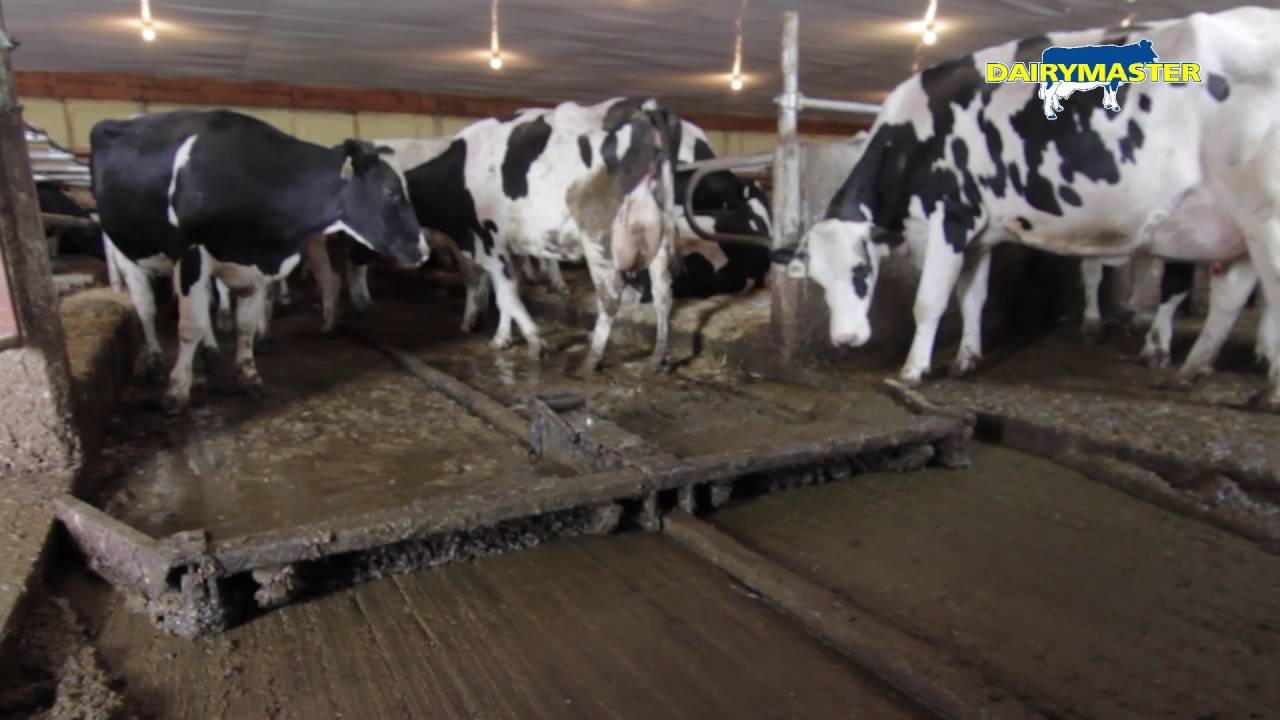 Dairymaster Alley Scraper Debauch Organic Dairy Farm WI USA YouTube dairymaster-alley-scraper-debauch-organic-dairy-farm-wi-usa-youtube