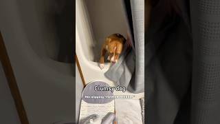 Clumsy Dog Challenge Zero Points Earned!#funny #pets #dog #animals #doglife