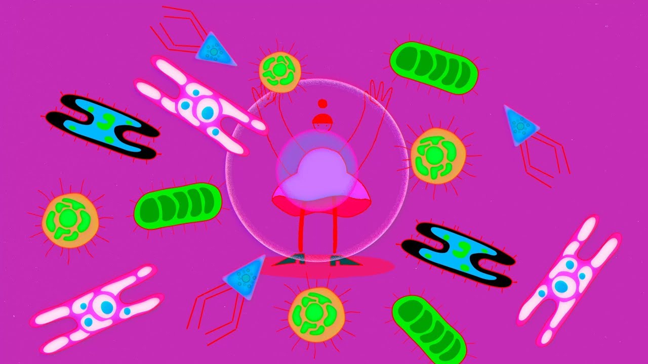 B and T cells—the organizing principle of the adaptive immune system ...