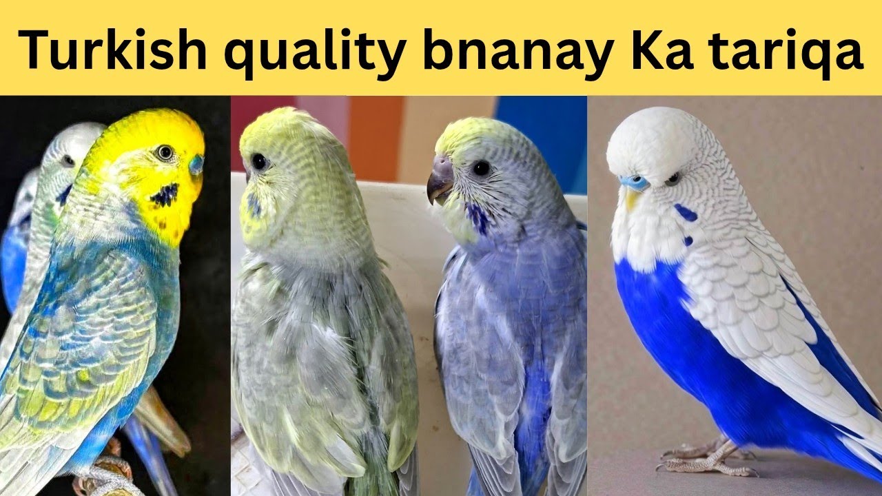 Turkish rainbow bananay Ka tariqa | how to make Turkish rainbow Budgies 
