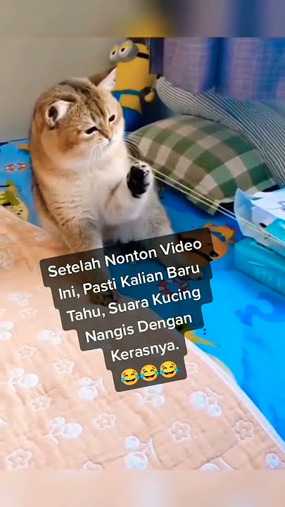 REAL🔥SUARA KUCING MENANGIS😭#HIBURAN#TIKTOK#SHORTS