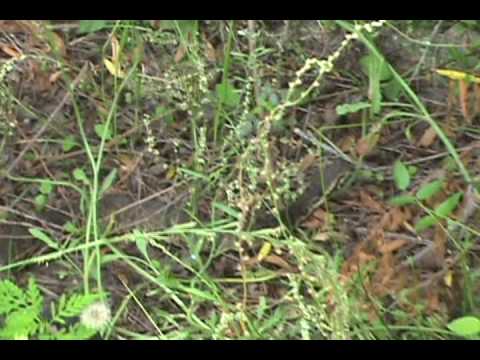 snake oil Movie The quest
