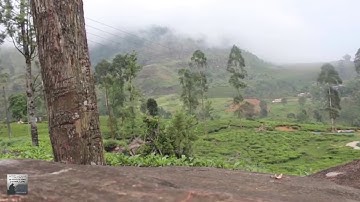 محمد رشاد الشريف سورة الدخان 44 مصطفى غريب