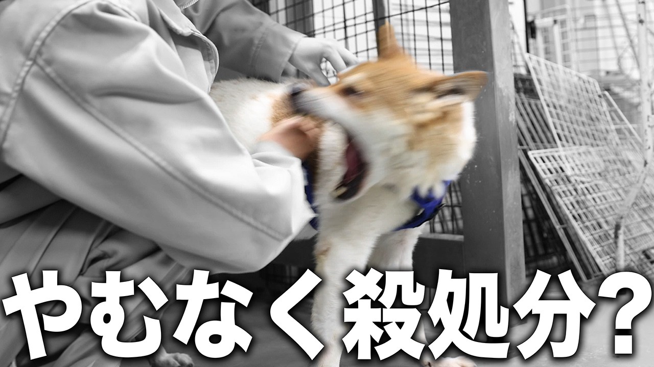 銭単位　犬山こども博　ノーヒンジ　シミあり　裏糊良好 ちょっとずつでいいんだよ☺️🍀】 . 移動して来た当初は