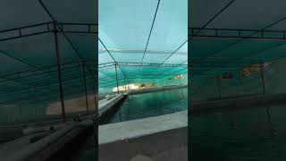 RAS TANK FISH FARMING IN AYODHYA 50LAKH PROJECT 100% PROFIT HUA #50lakh #fish #aquaculture