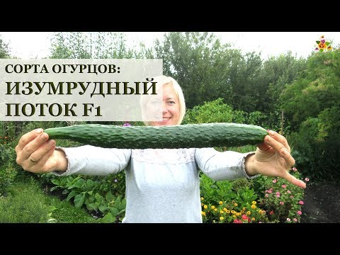 Вопрос: Какие есть сорта круглых огурцов?