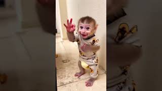 Monkey Funny Short