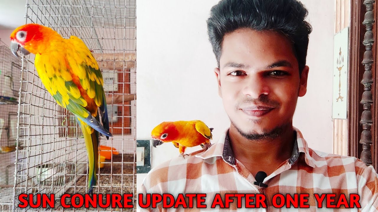 Sun conure update Sun conure care Sun conure bird Tamil YouTube