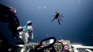 Breathtaking Biology in the Water Column | Nautilus Live