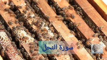 سورة النحل بصوت سعد الغامدي -016-  surat annahl - bisawt Saad AlGhamdi