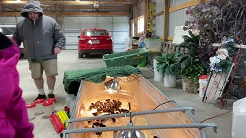 Hnub no kuv cov me nyuam qaib tuaj txog lawm nawb 4/14/2021