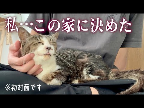 【保護】ガリガリの老猫に「飼って」と頼まれ、この子の余生を預かることにしました。